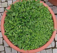 PhenoSpec Pflanzenversuch Hieracium pilosella (Quelle: A. Jung 19.11.07)
