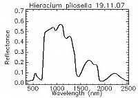 Spektrum PhenoSpec Pflanzenversuch Hieracium pilosella (Quelle: A. Jung 19.11.07) 